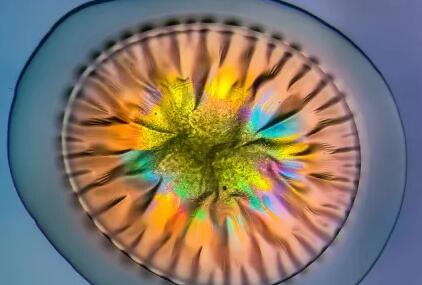 想探索科学的奥秘？来广东科学中心看西班牙科学摄影展吧
